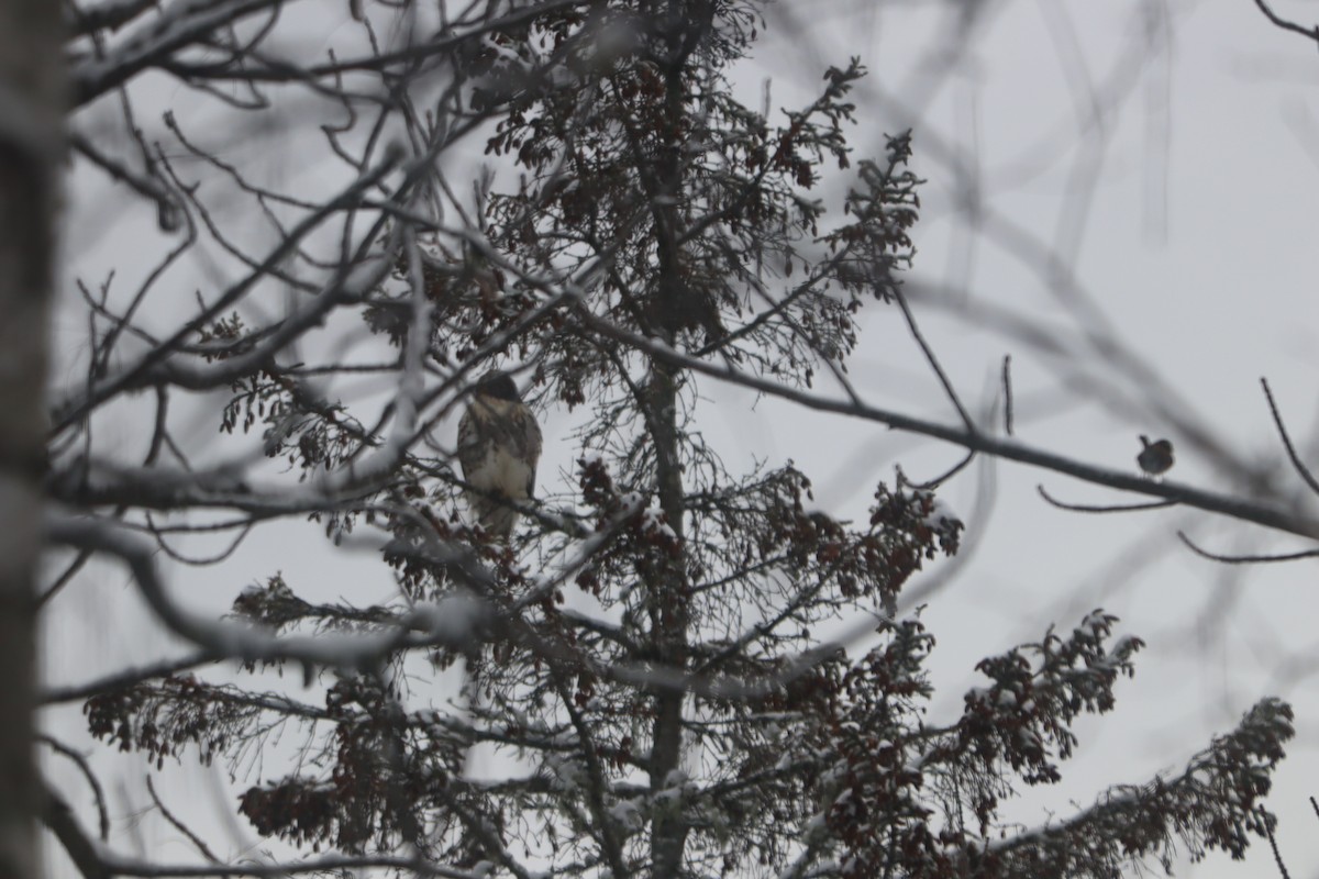 Red-tailed Hawk - ML646694071