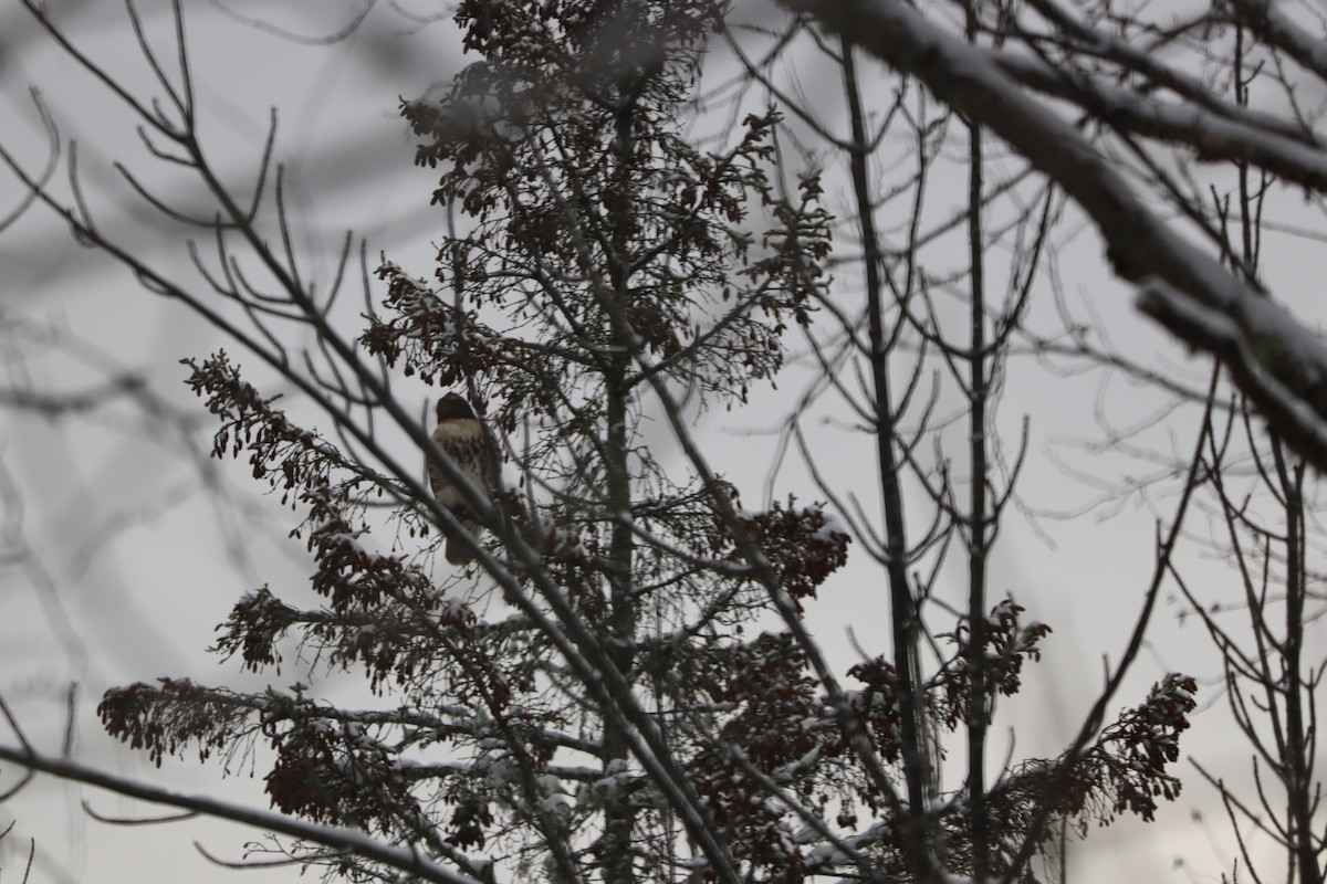 Red-tailed Hawk - ML646694073