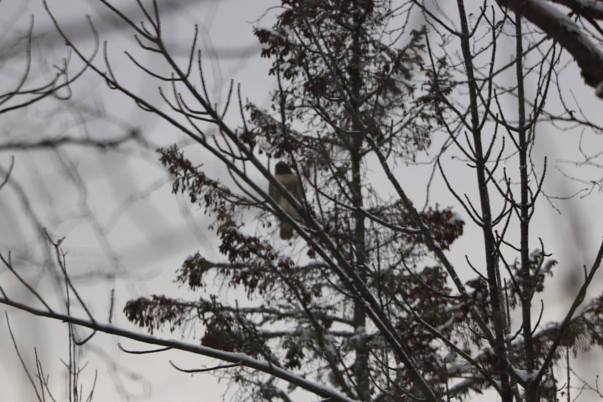 Red-tailed Hawk - ML646694074