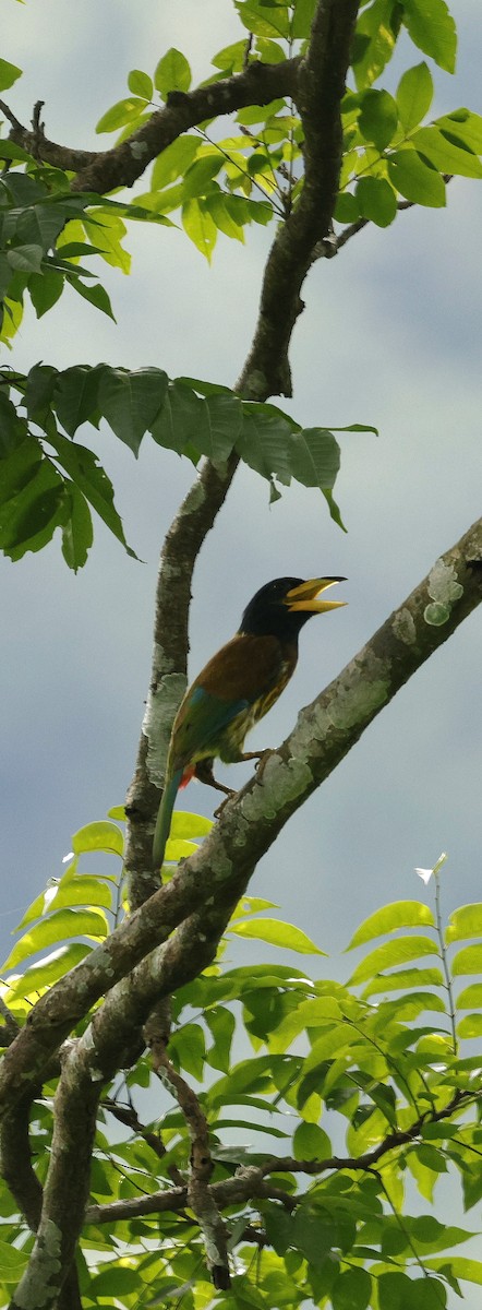 Great Barbet - ML646694079