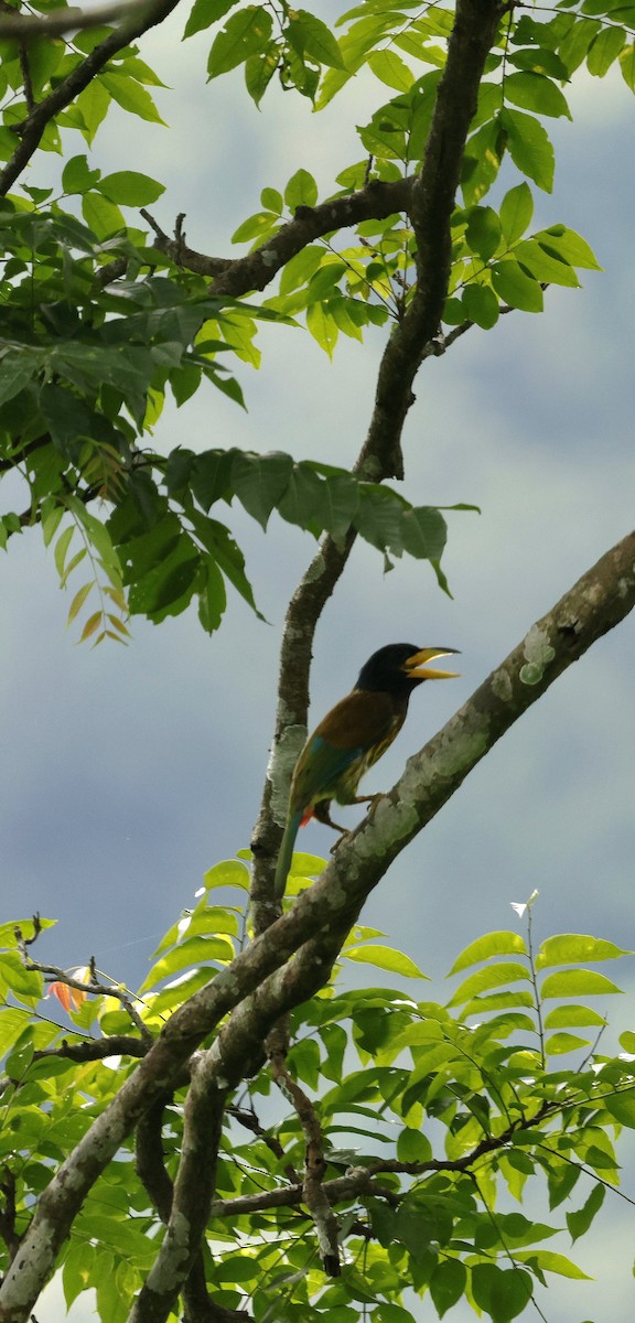 Great Barbet - ML646694080