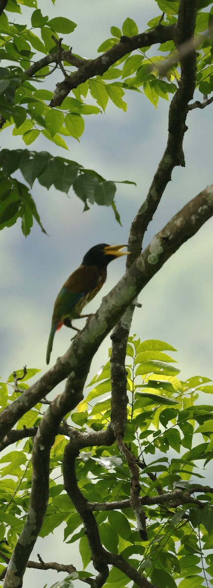 Great Barbet - ML646694081