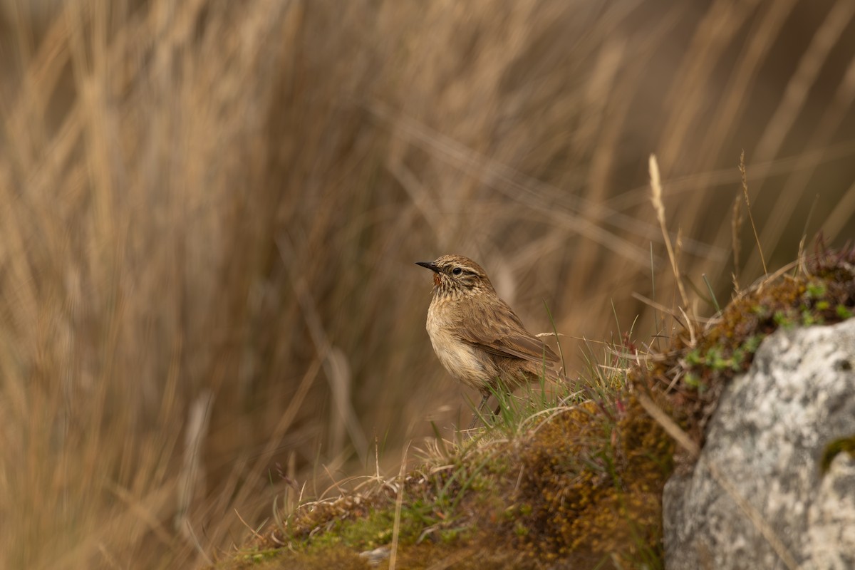 Streak-throated Canastero - ML646694084