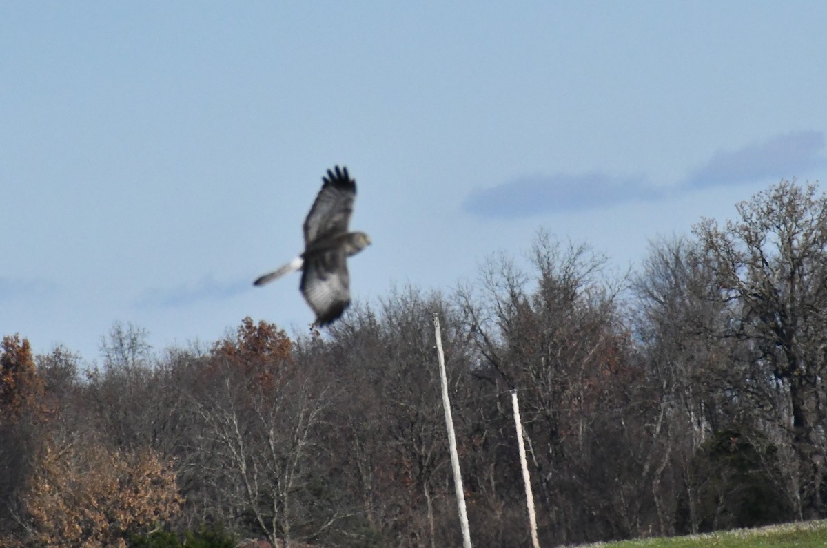 Northern Harrier - ML646694085