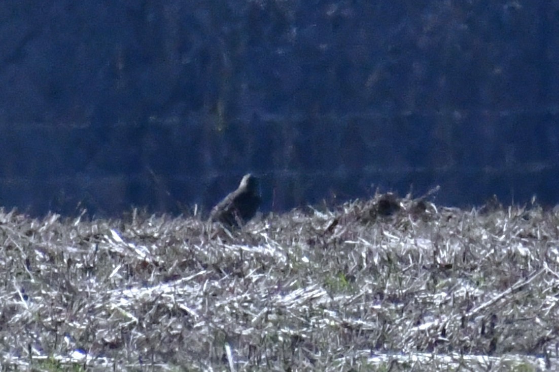 Northern Harrier - ML646694086