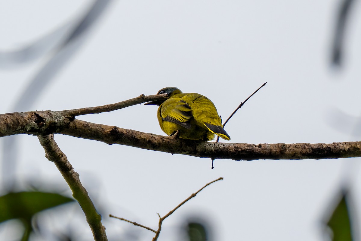 Black-headed Bulbul - ML646694087