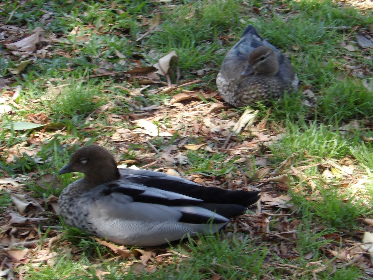 Maned Duck - ML646694088