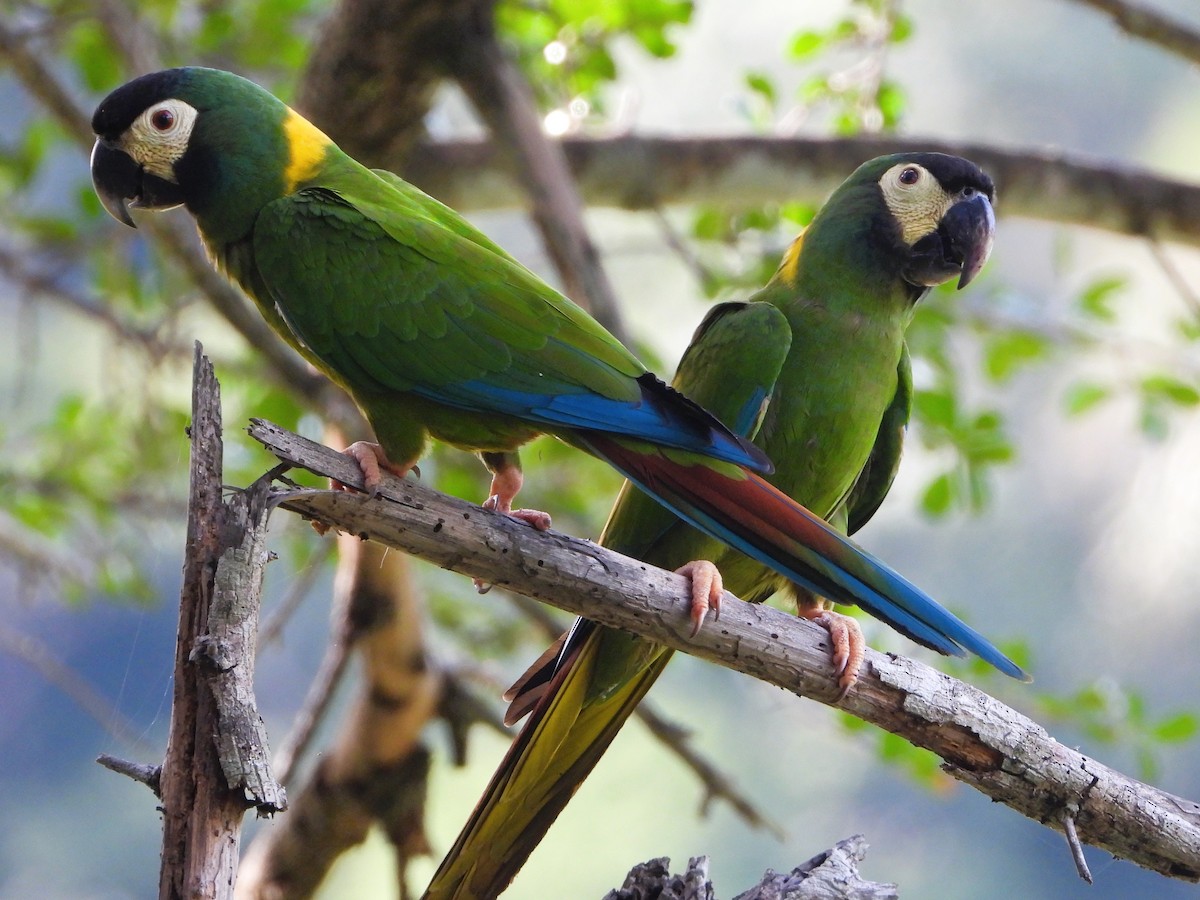 Yellow-collared Macaw - ML646694089