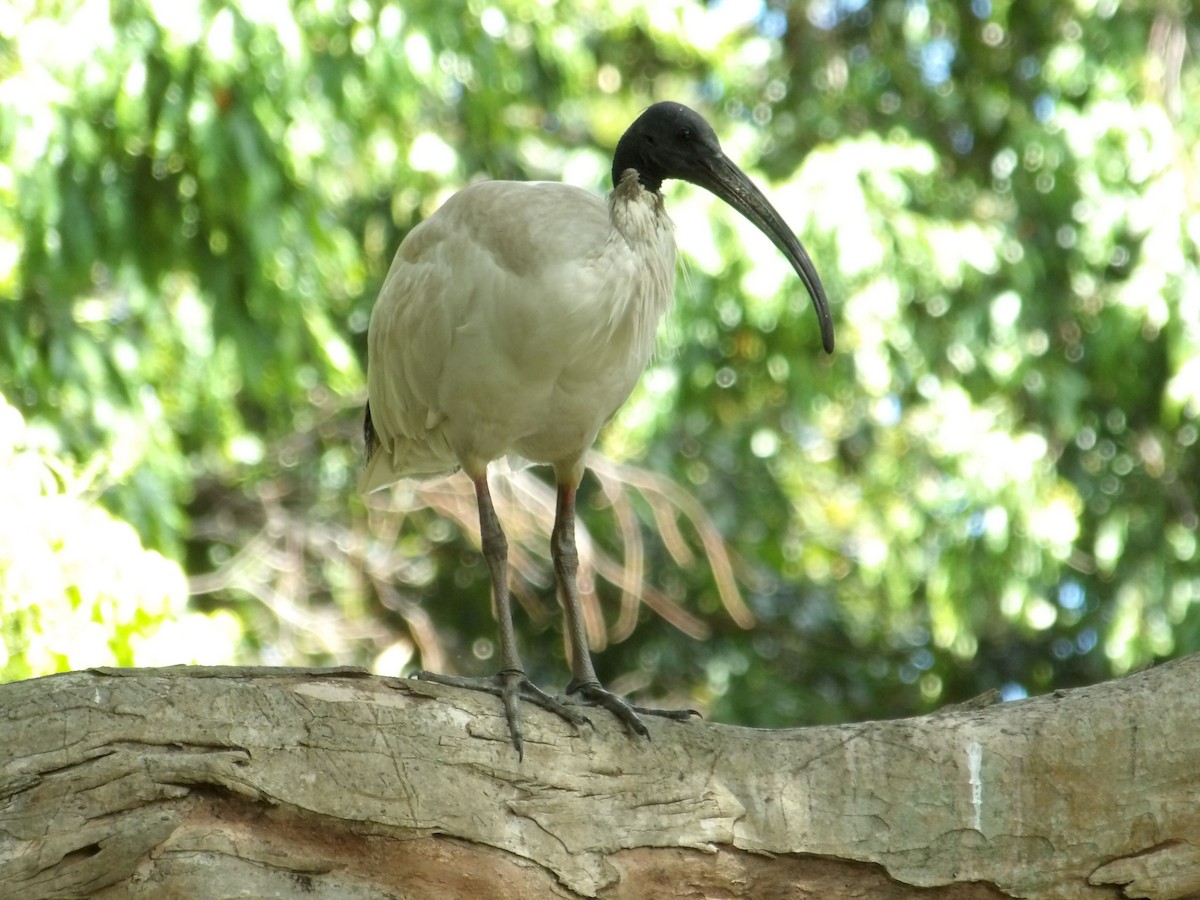 Australian Ibis - ML646694090