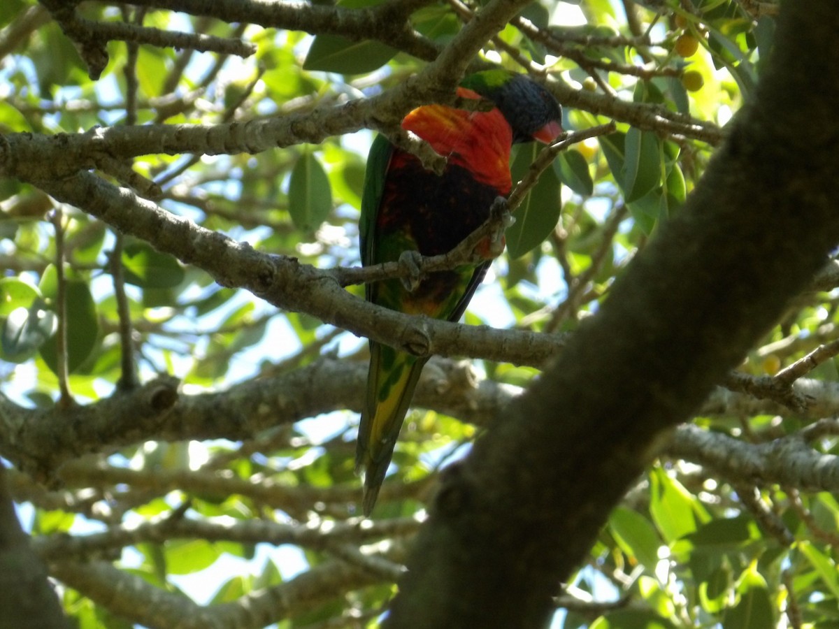 彩虹吸蜜鸚鵡 - ML646694096