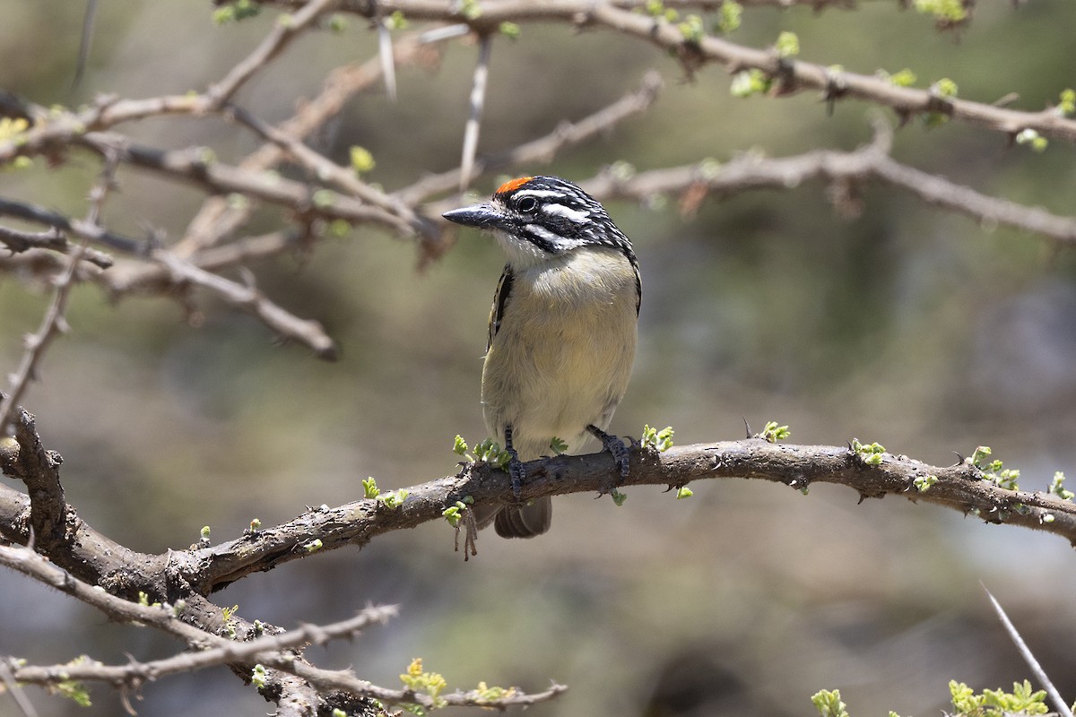 Northern Red-fronted Tinkerbird - ML646694097
