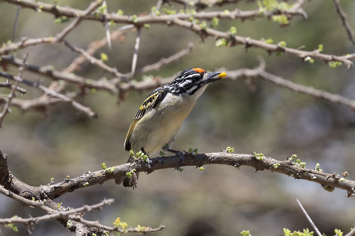 Northern Red-fronted Tinkerbird - ML646694107