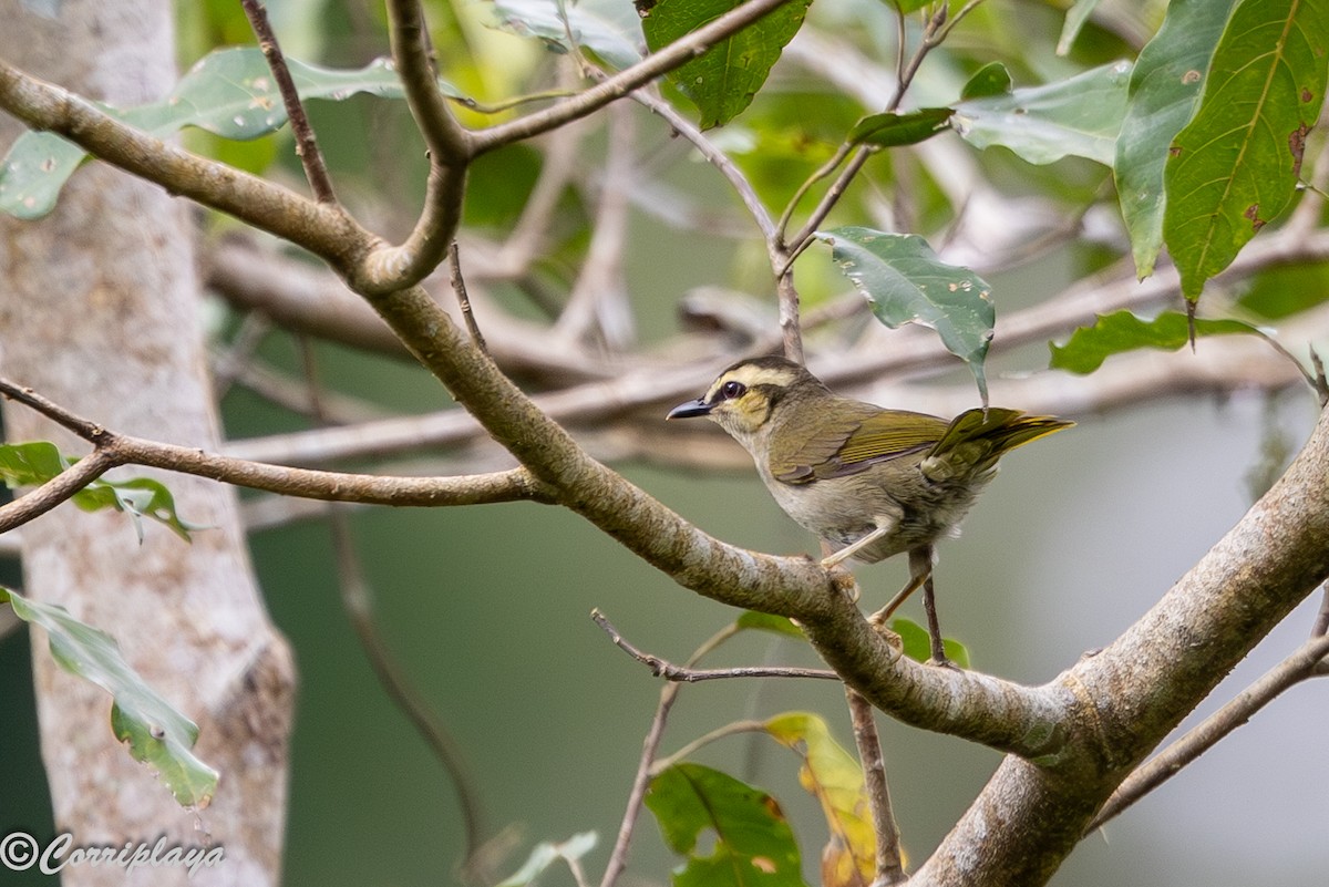 Green Hylia - ML646694108