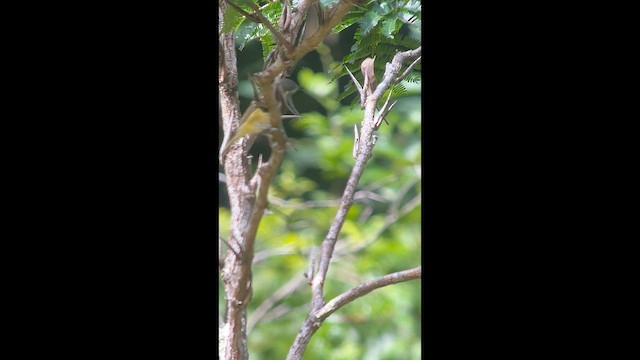 Blue-headed Vireo - ML646694111