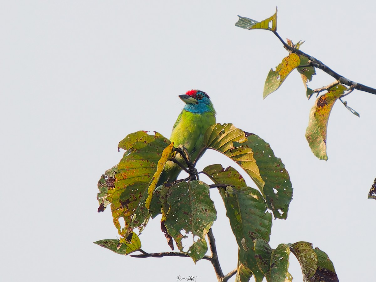 アオノドゴシキドリ - ML646694114