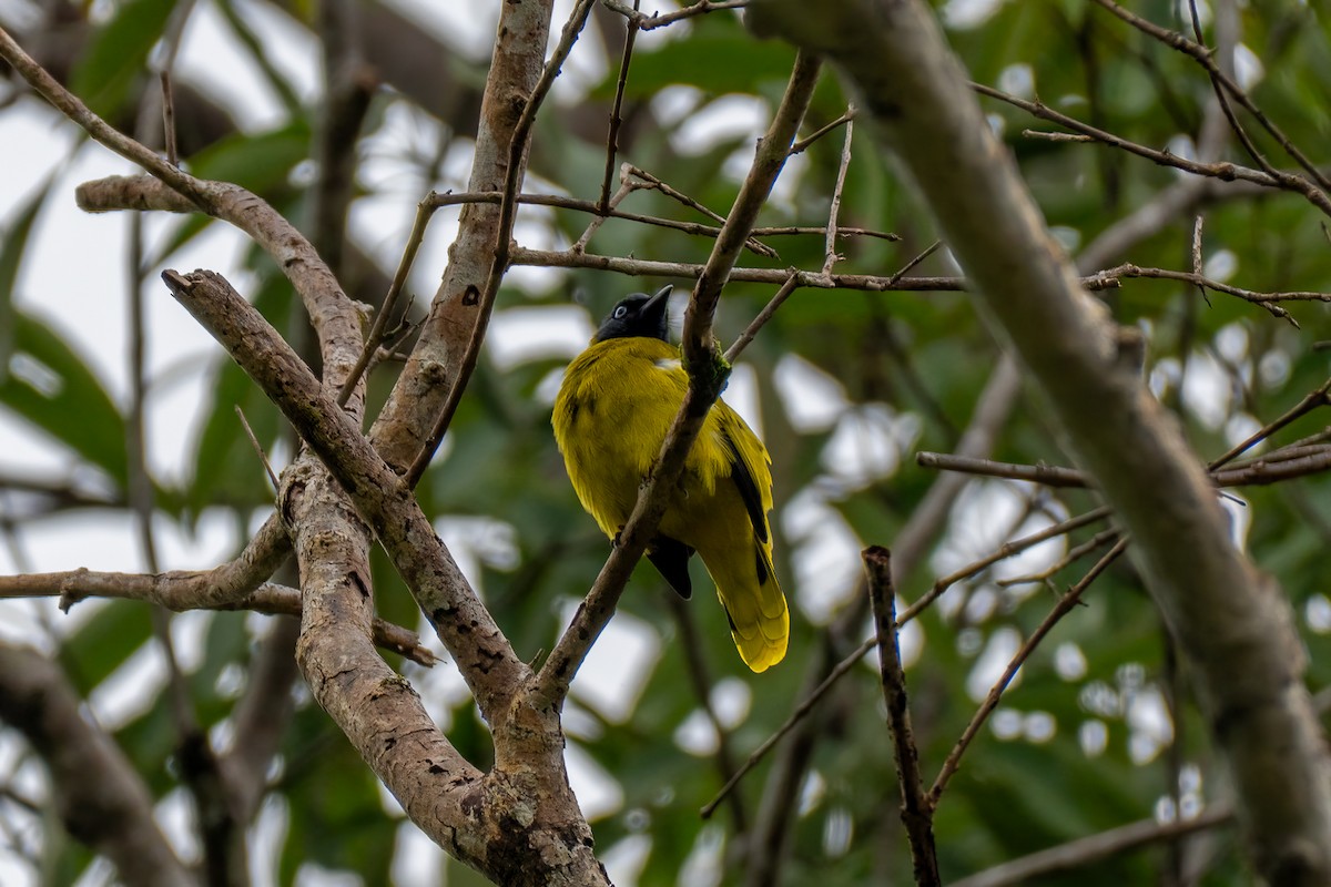 Black-headed Bulbul - ML646694115