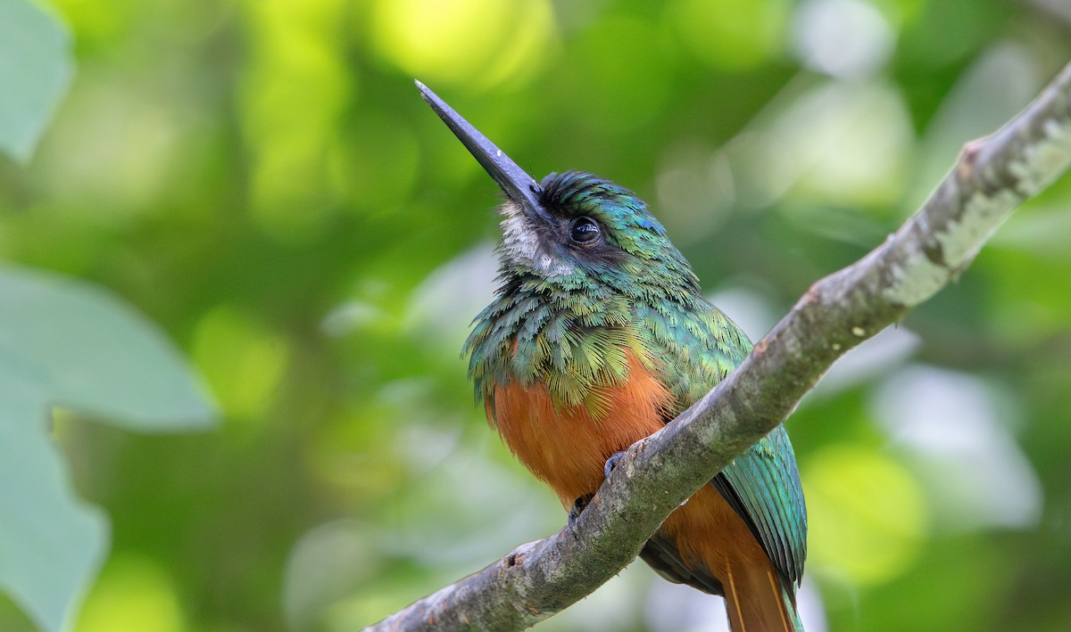 Rufous-tailed Jacamar - ML646694118