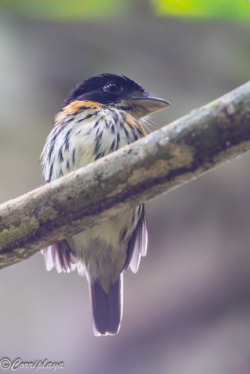 Rufous-sided Broadbill - ML646694119