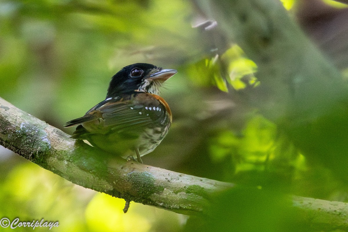 Rufous-sided Broadbill - ML646694120