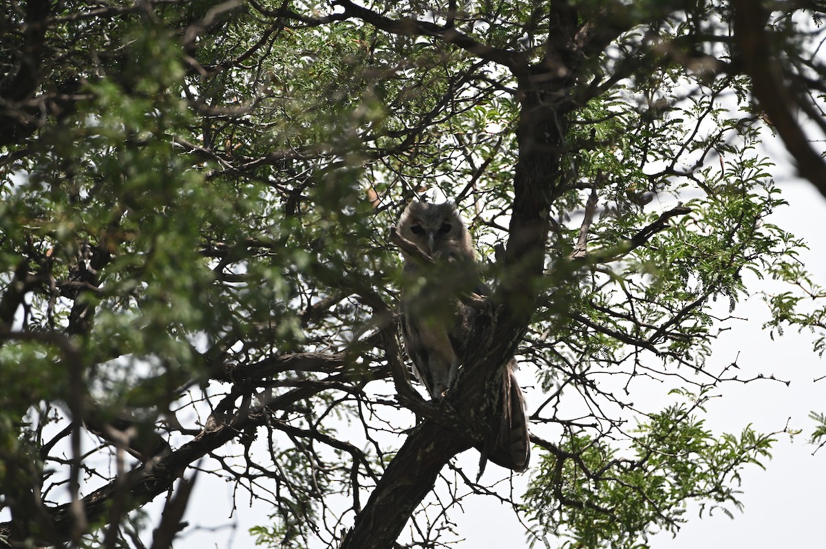 Verreaux's Eagle-Owl - ML646694121