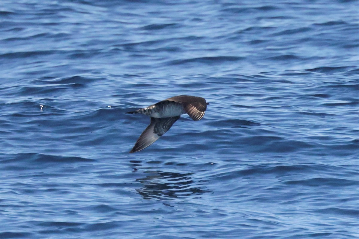 Бэсрэг хайлгана - ML646694123