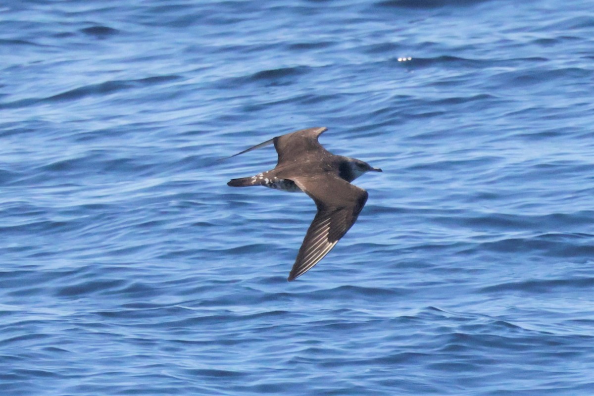 Бэсрэг хайлгана - ML646694124