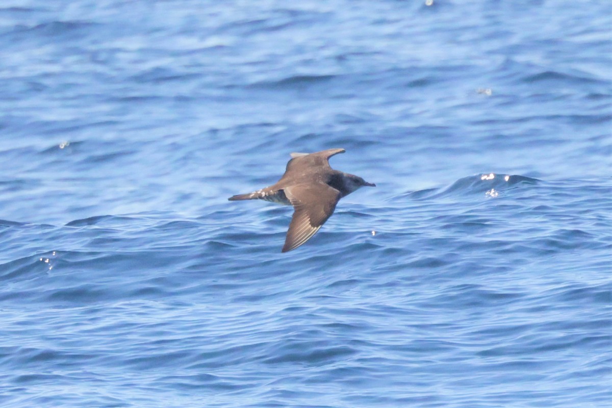 Бэсрэг хайлгана - ML646694125