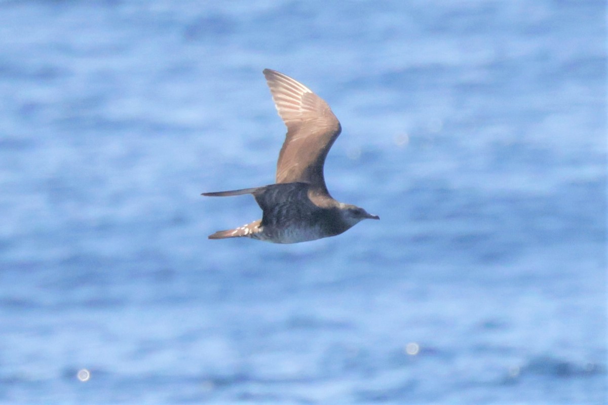 Бэсрэг хайлгана - ML646694126