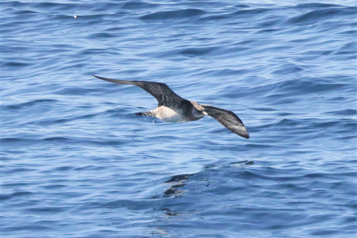 Бэсрэг хайлгана - ML646694127