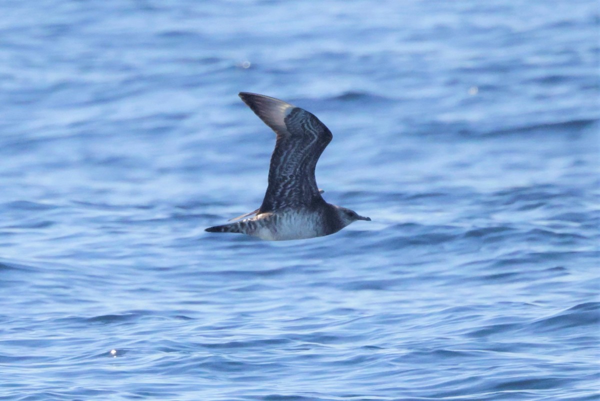 Бэсрэг хайлгана - ML646694128