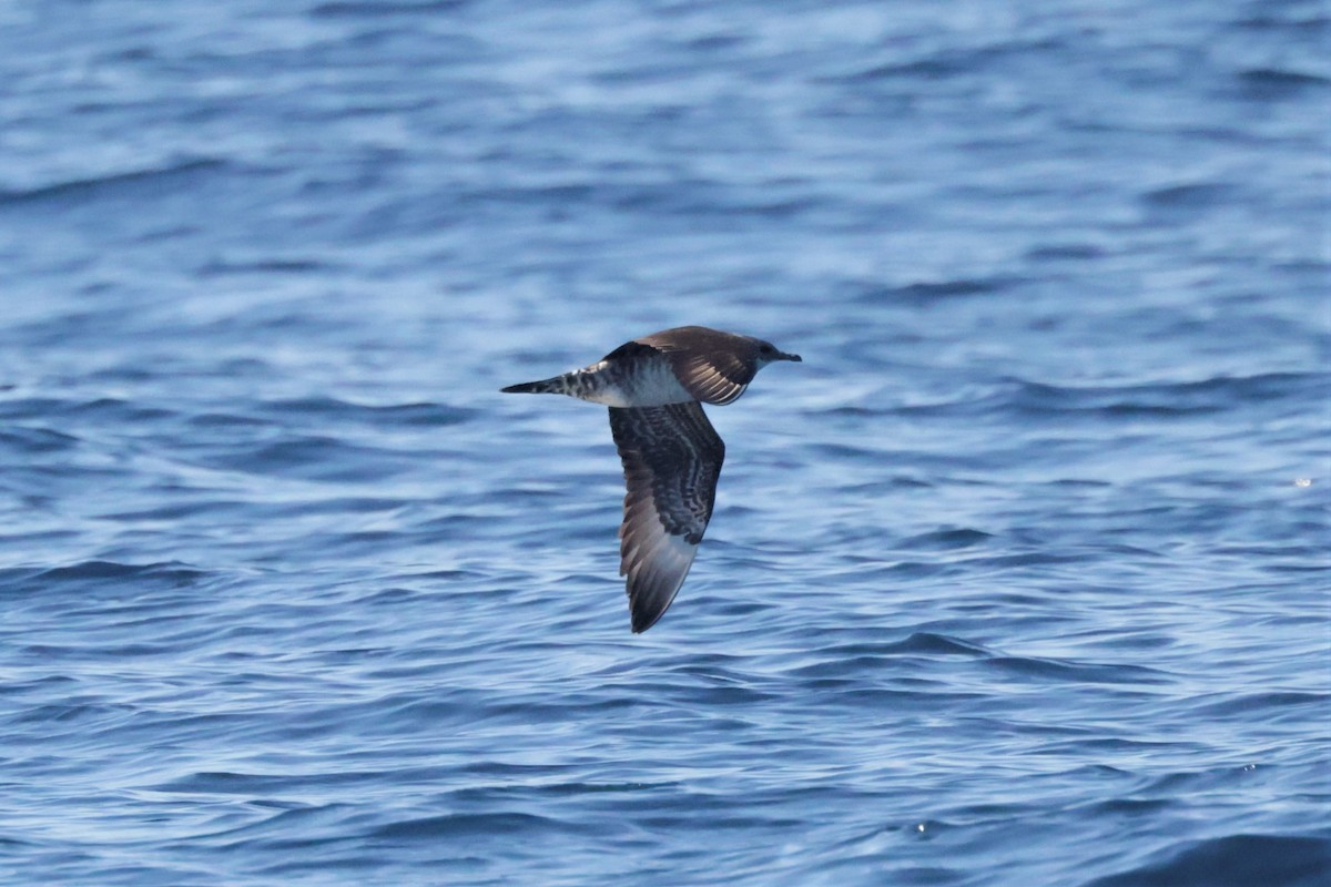 Бэсрэг хайлгана - ML646694129