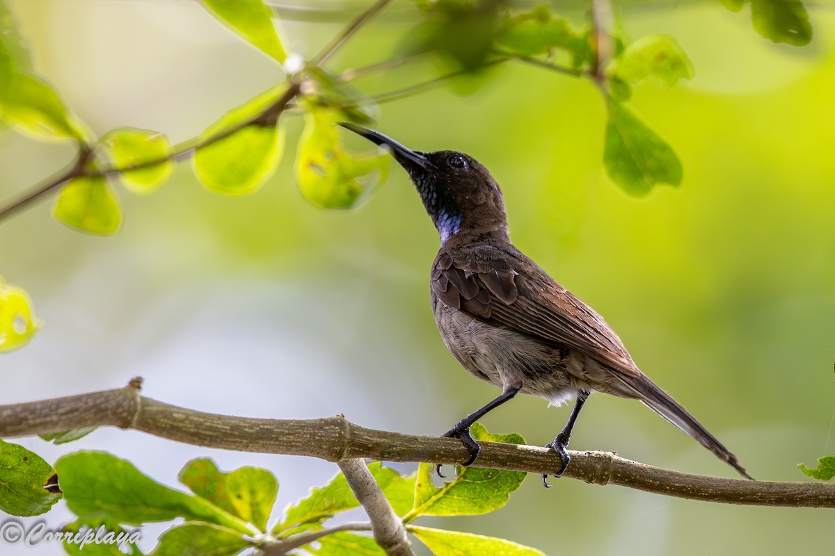 Blue-throated Brown Sunbird - ML646694133