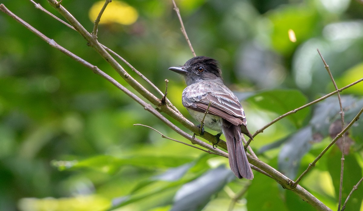 Sibilant Sirystes - ML646694134