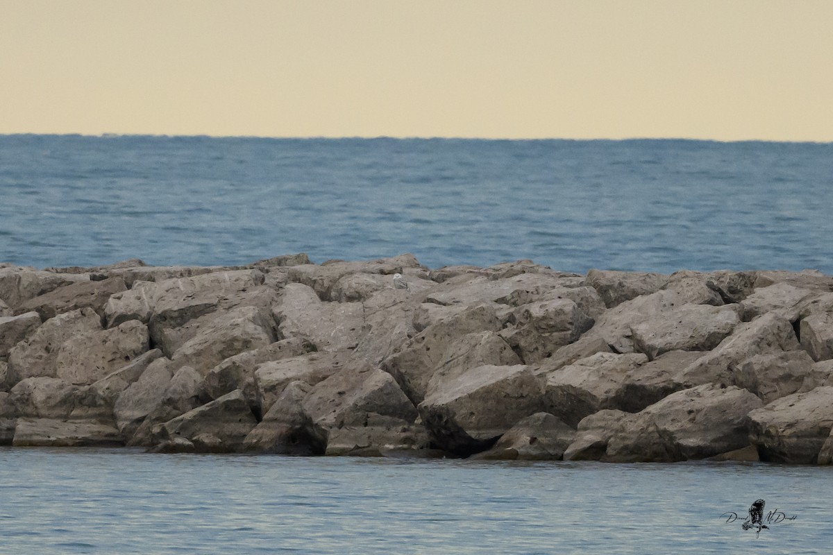 Snowy Owl - ML646694136