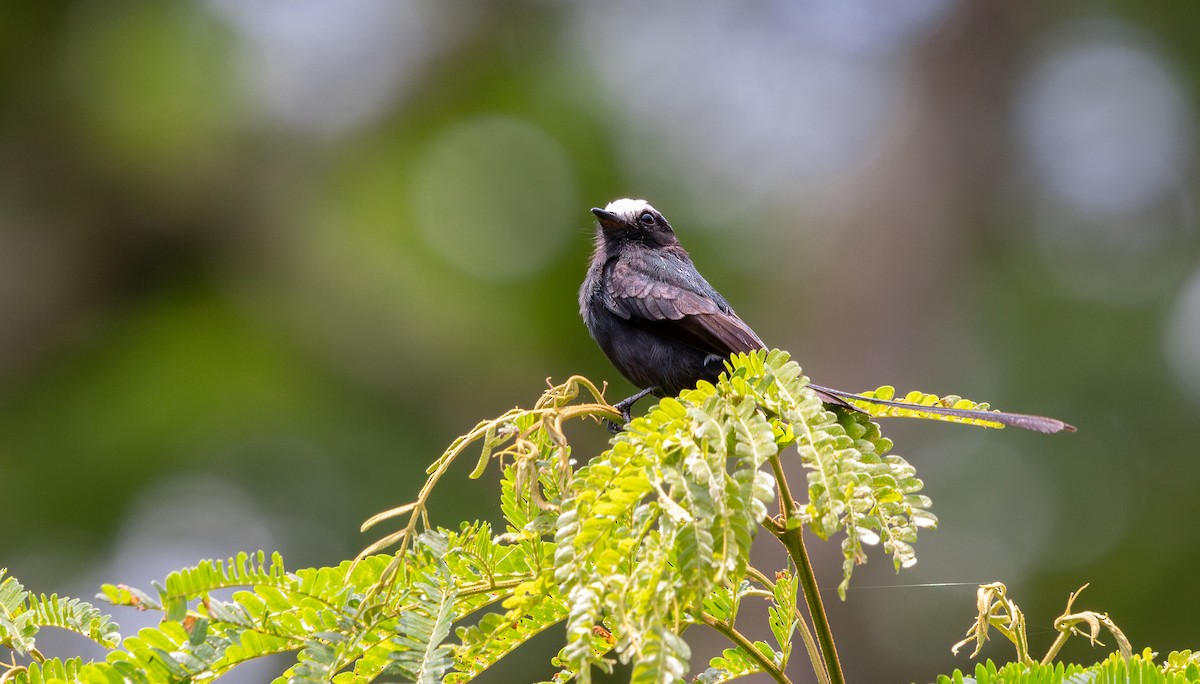 Long-tailed Tyrant - ML646694137