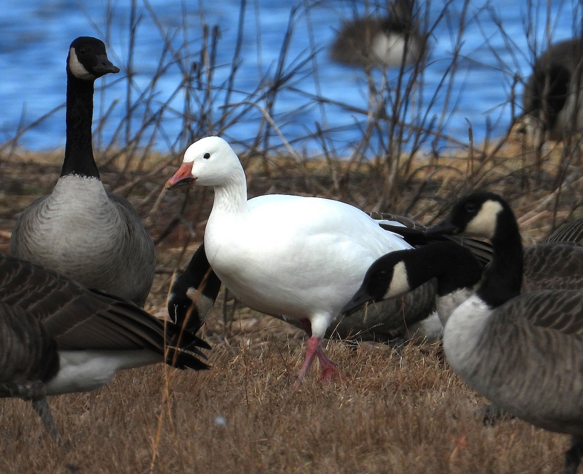 Snow Goose - ML646694138