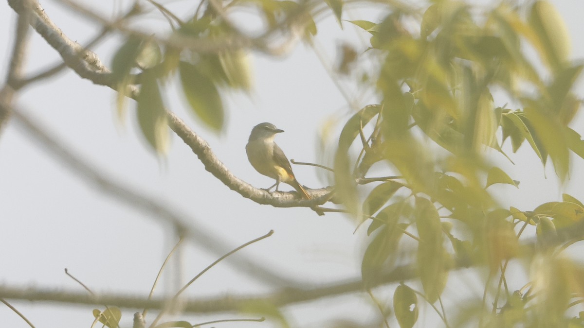 Küçük Minivet - ML646694140