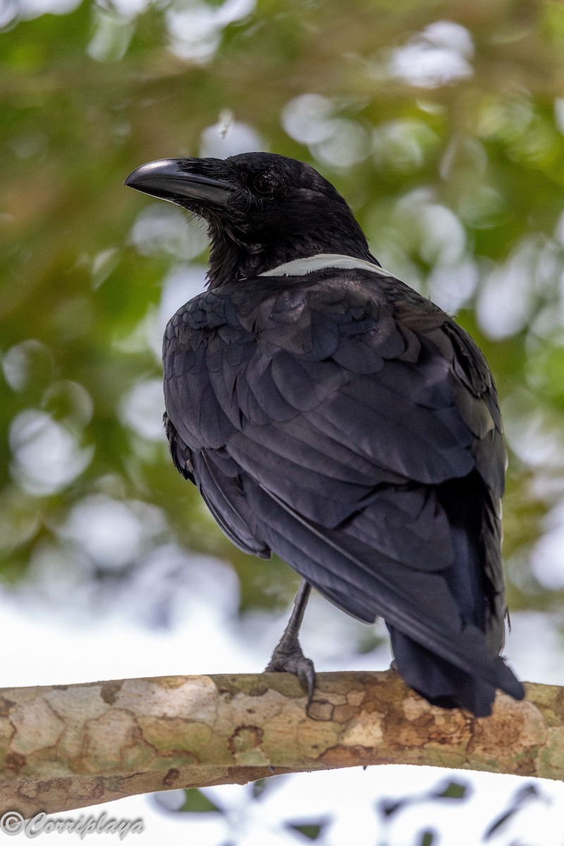 Cuervo Pío - ML646694141