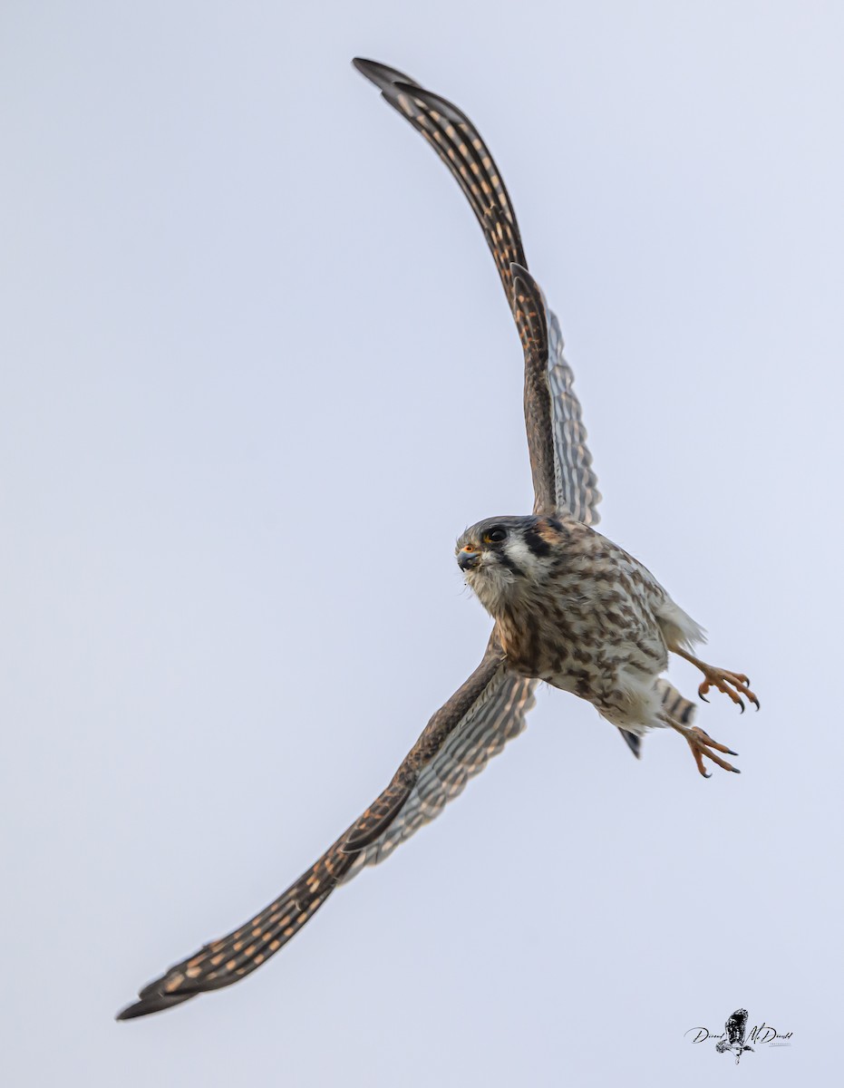 American Kestrel - ML646694142