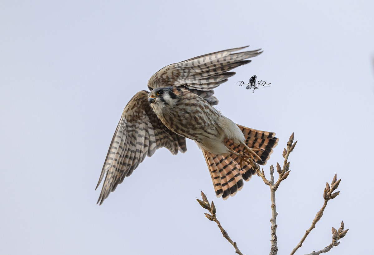 American Kestrel - ML646694143