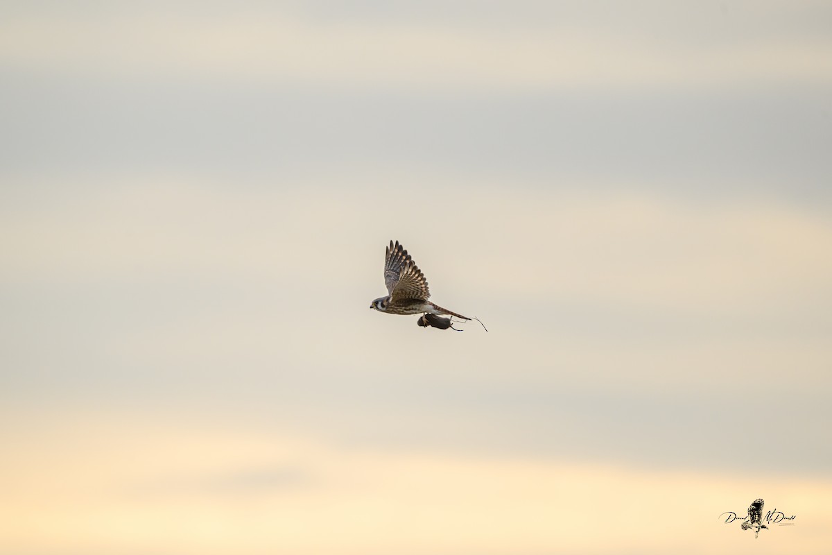 American Kestrel - ML646694144