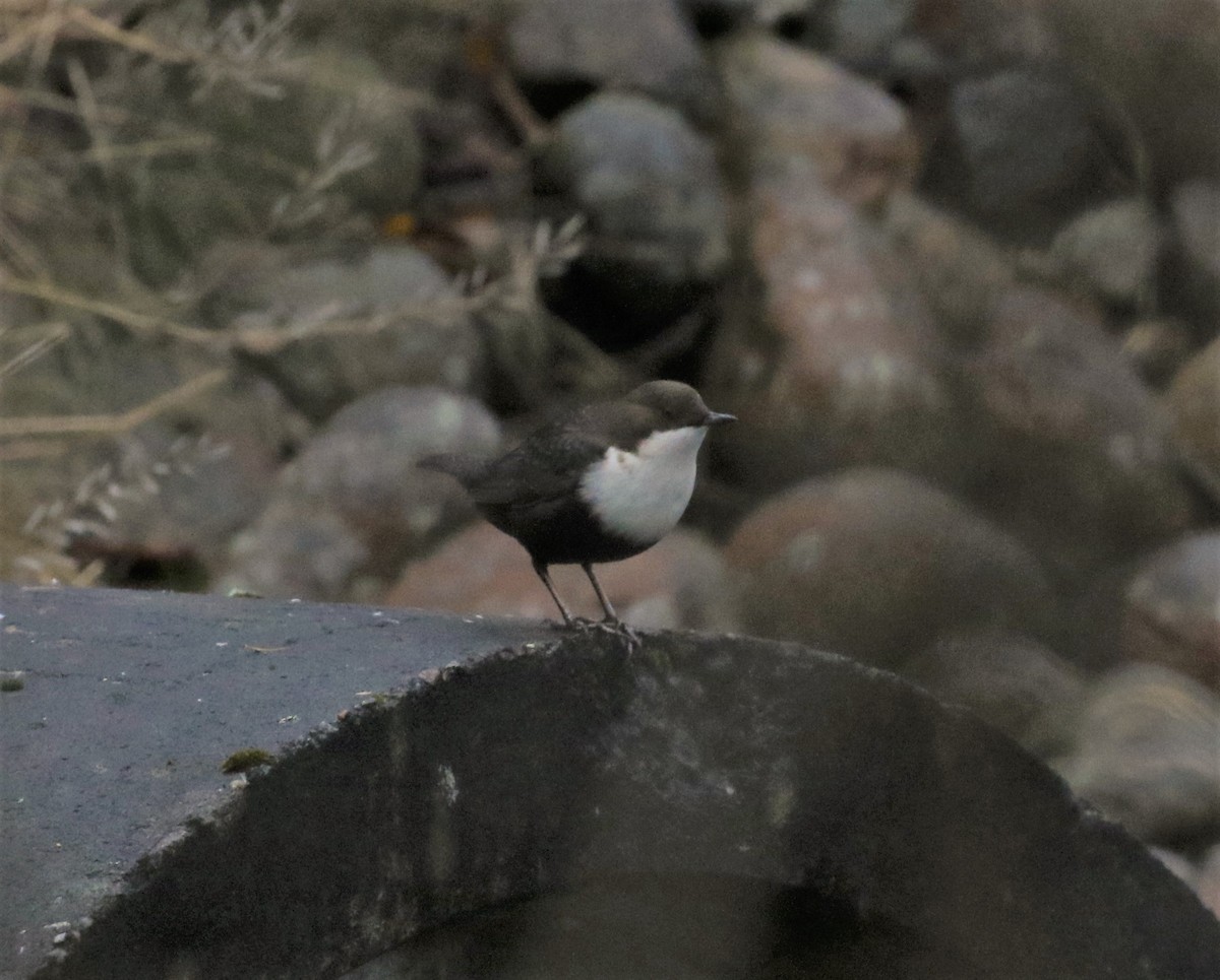 White-throated Dipper - ML646694149