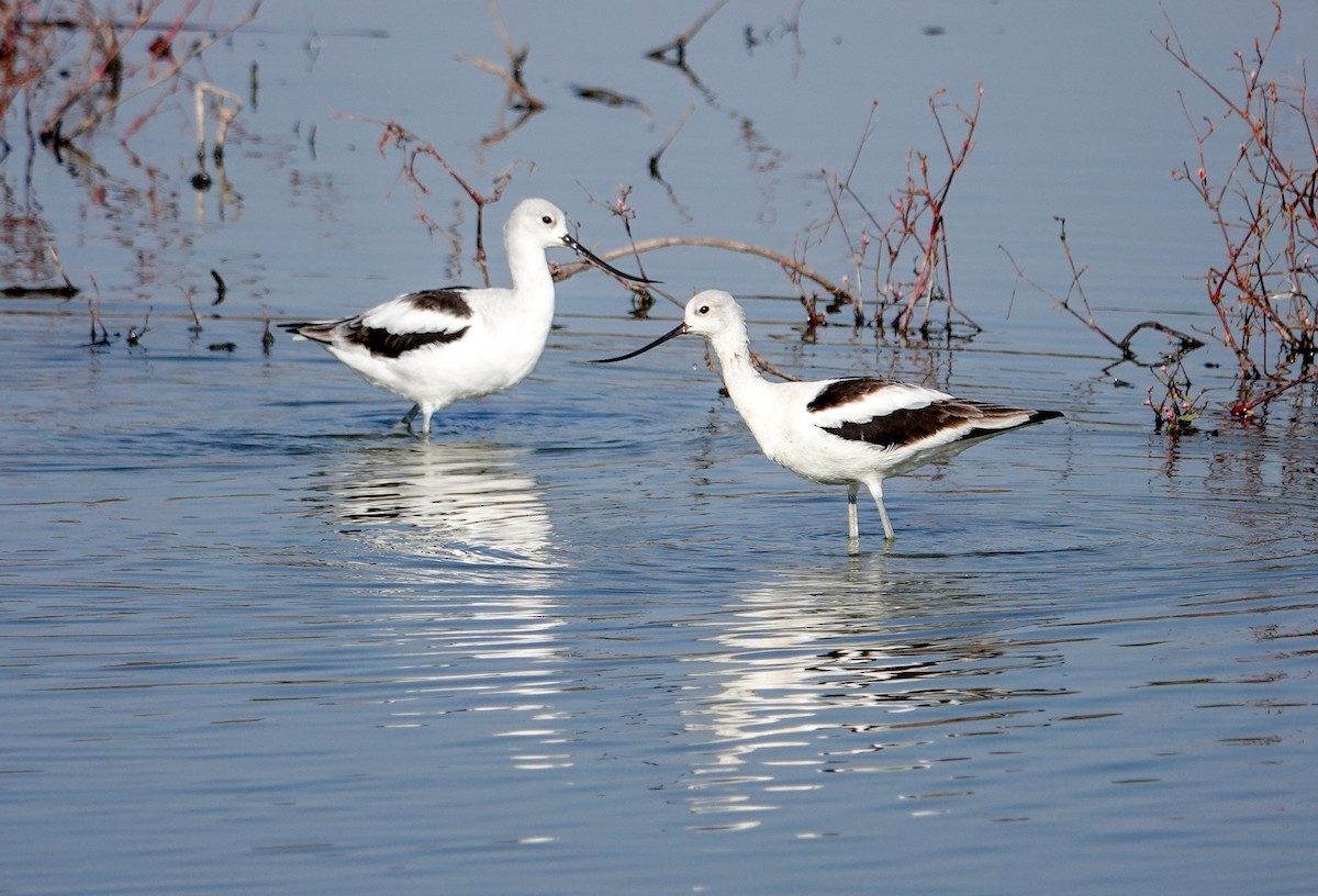 Avoceta Americana - ML646694151