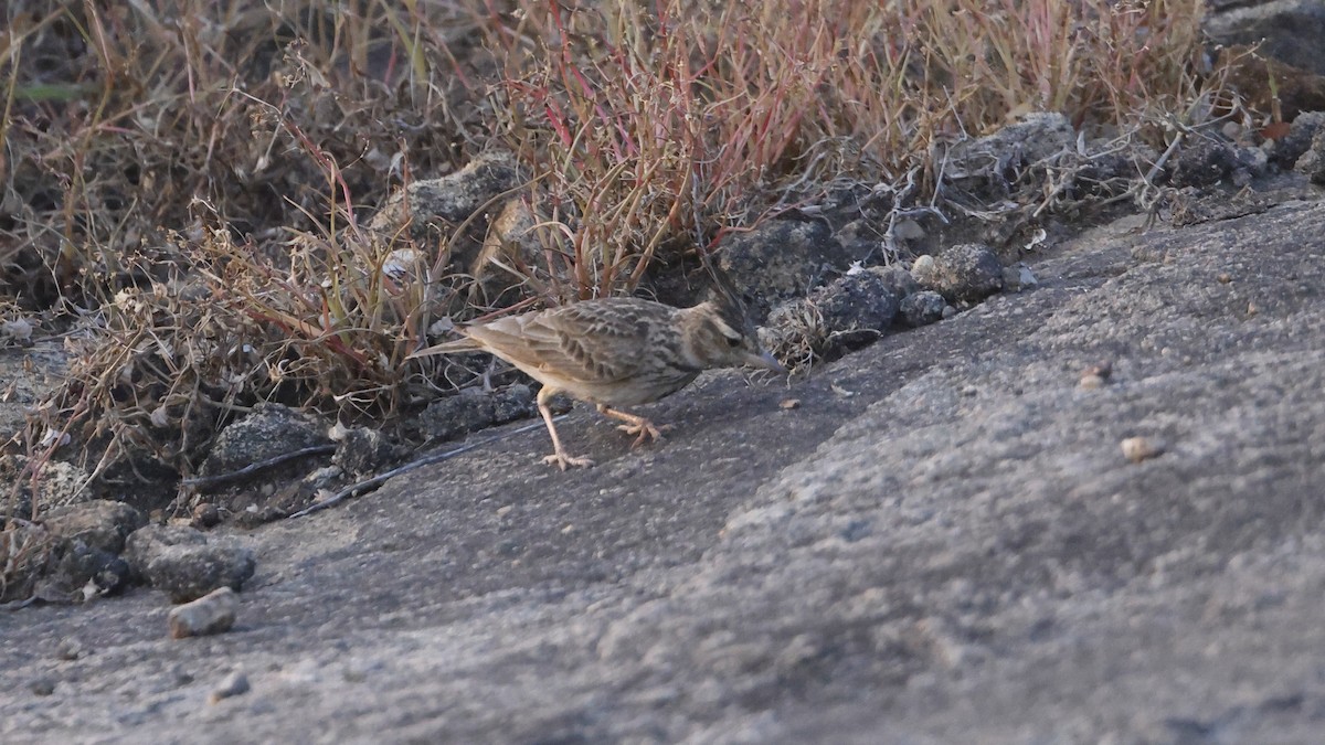 Malabar Toygarı - ML646694153