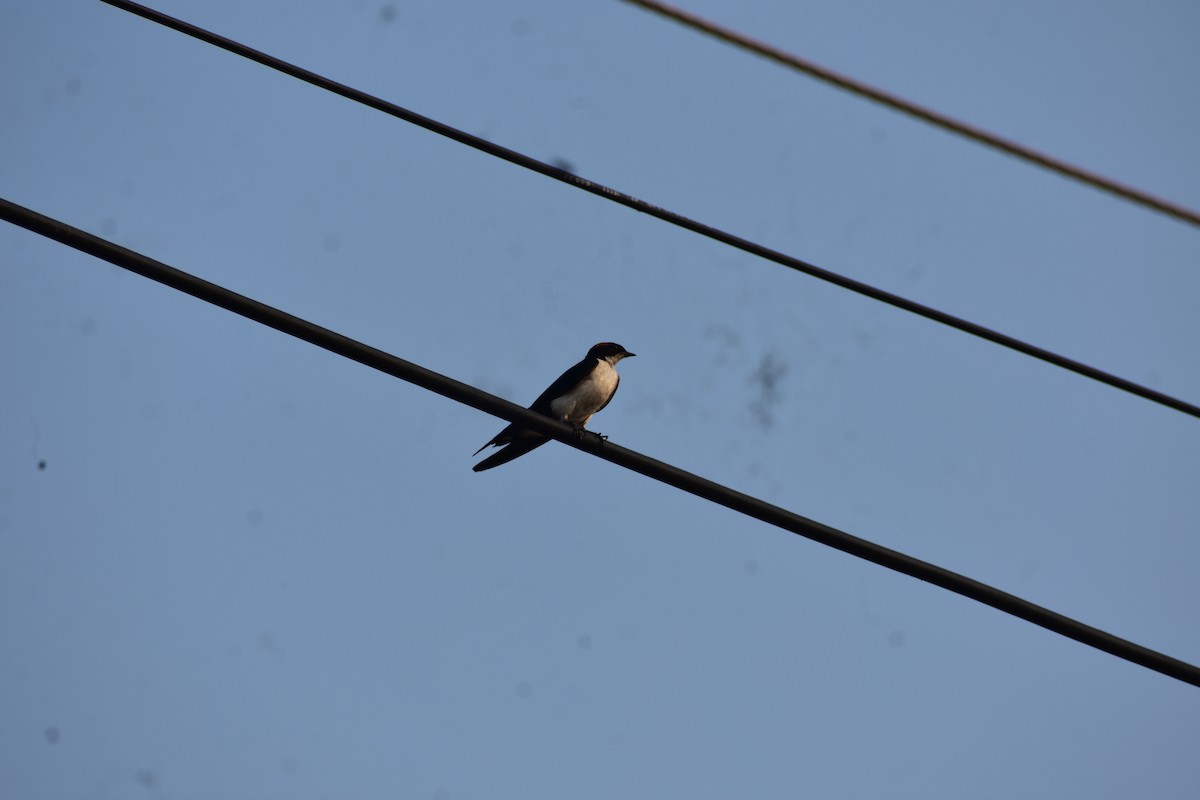 Barn Swallow - ML646694154