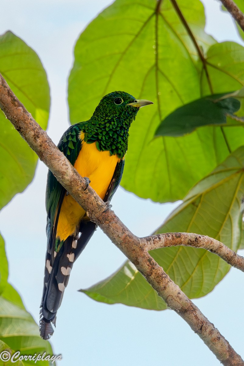 Cuclillo Esmeralda Africano - ML646694155