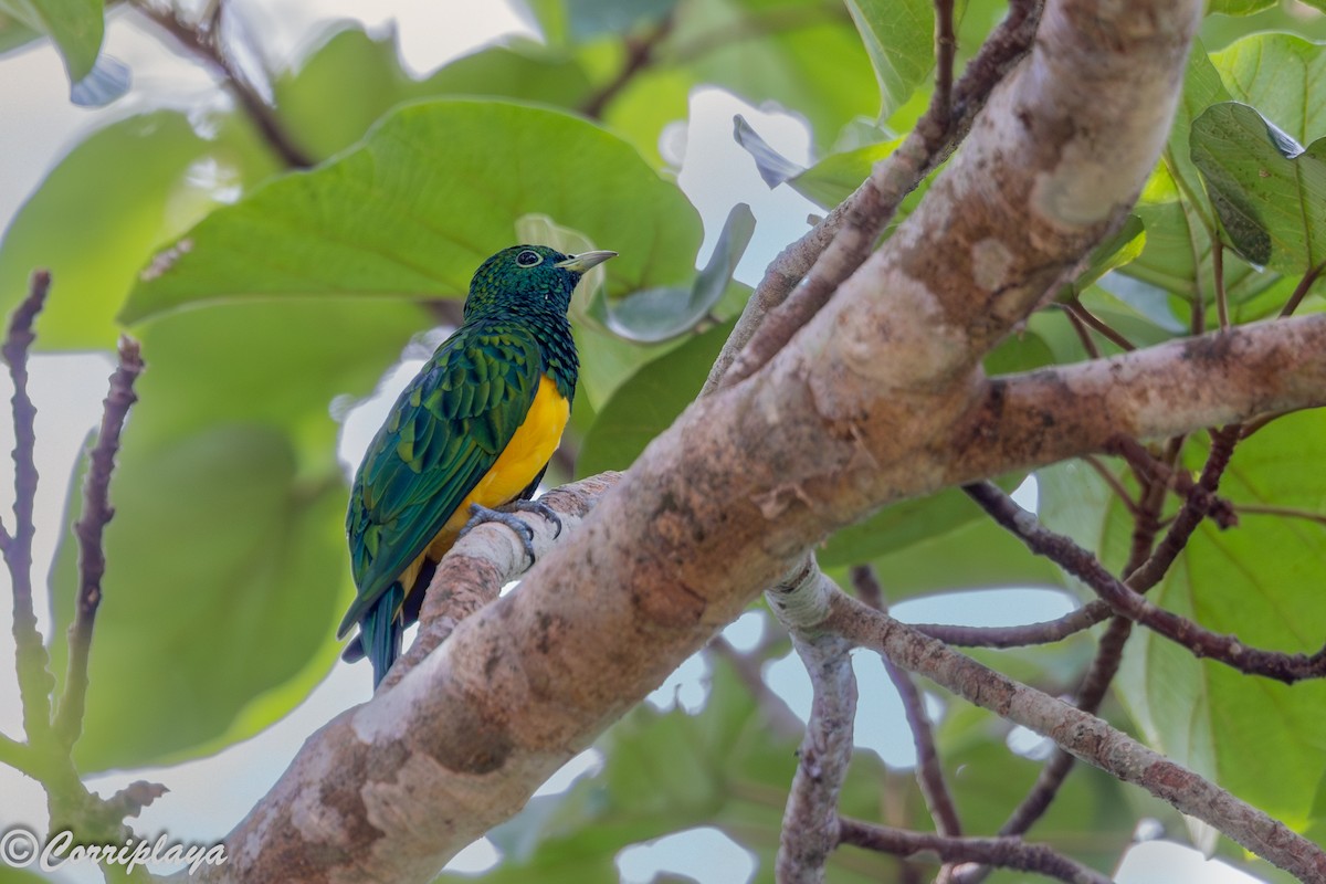 Cuclillo Esmeralda Africano - ML646694156