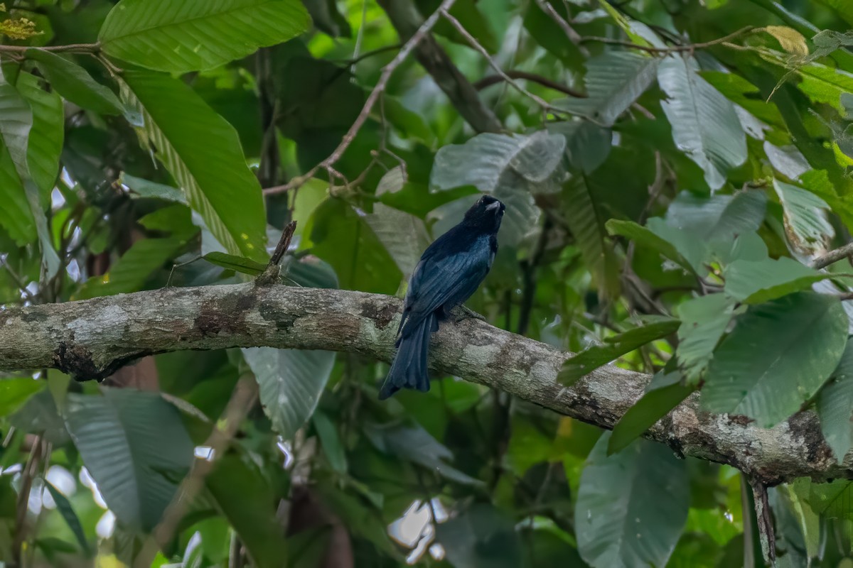 Дронго палаванський - ML646694158