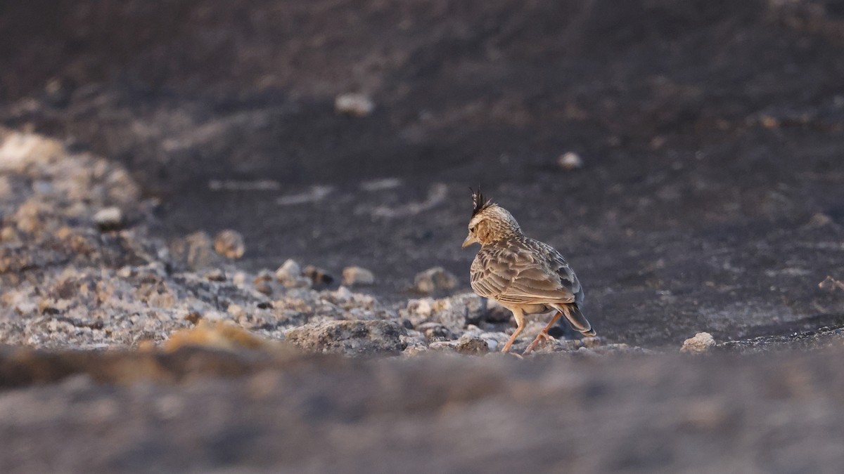 Malabar Toygarı - ML646694159