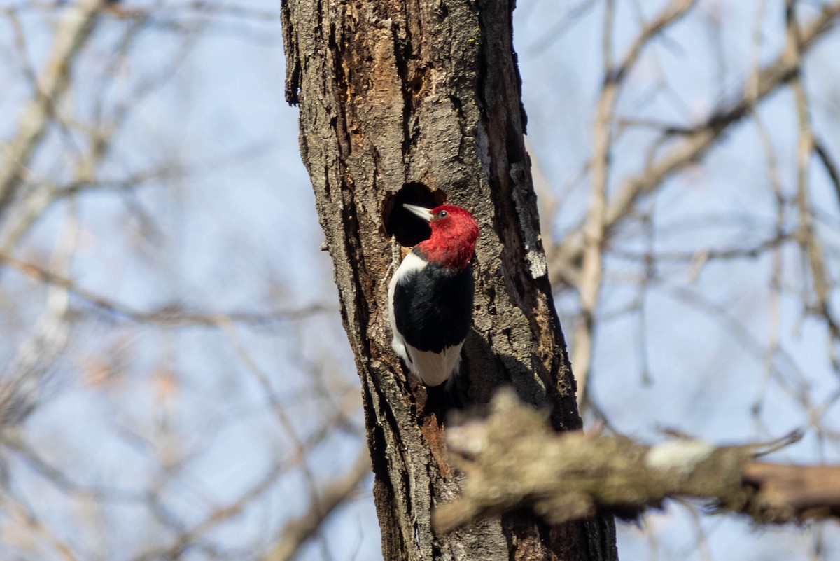 Red-headed Woodpecker - ML646694160